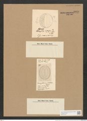 Campylodiscus clypeus Ehr. (de-Toni-Nr.: Genus 57, Species 2452) Zeichnungen Sammlung Grunow Nr. 4940 (NHMW-BOT-W0373153)